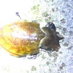 湾内太刀魚絶好調　カサゴ、メバル、コウイカも